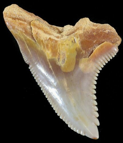 Fossil Hemipristis Shark Tooth - Western Sahara #44279